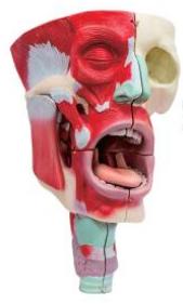 鼻、口、咽喉腔分解模型